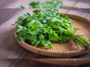 कोथिंबीर शेतीतून शेतकऱ्यांना भरघोस नफा! एकरी फक्त २ ते २.५ किलो बियाणे पुरेसे, प्रति एकर ५० हजार ते १ लाख कमाई शक्य